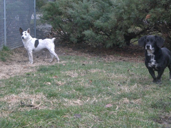 Izzy Dachshund and Duvall Jack Russell Terrier Australian Cattle Dog