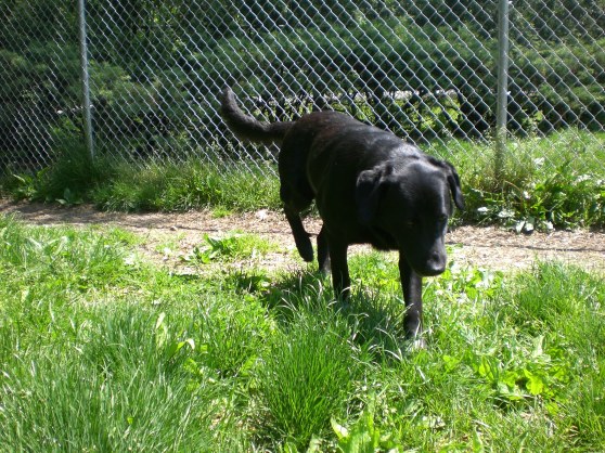 Tubby Black Labrador Retriever 3
