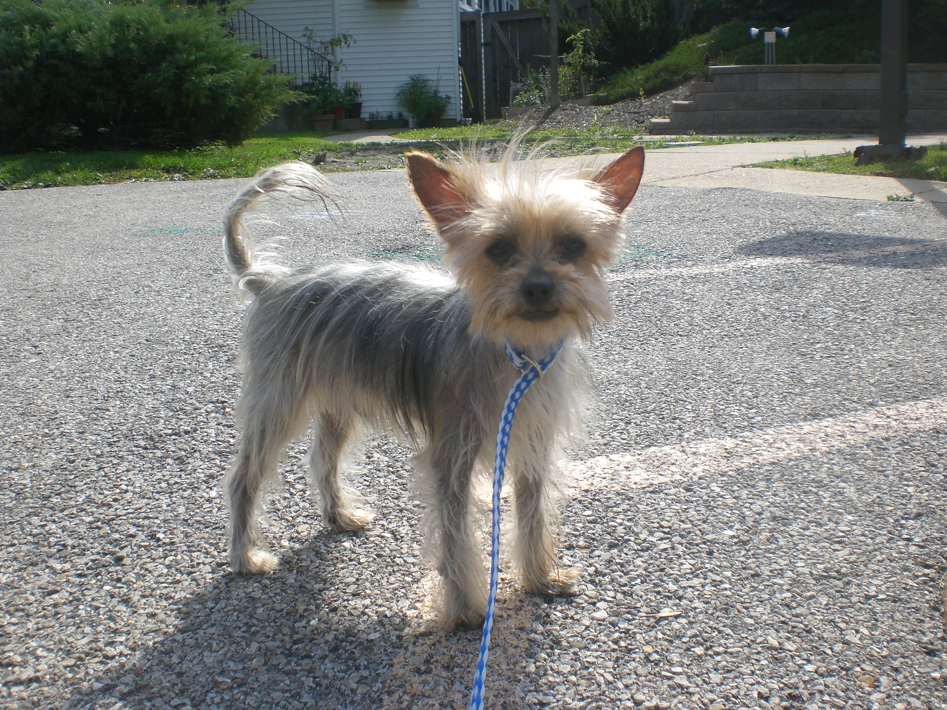 Silver Yorkshire Terrier mix 2