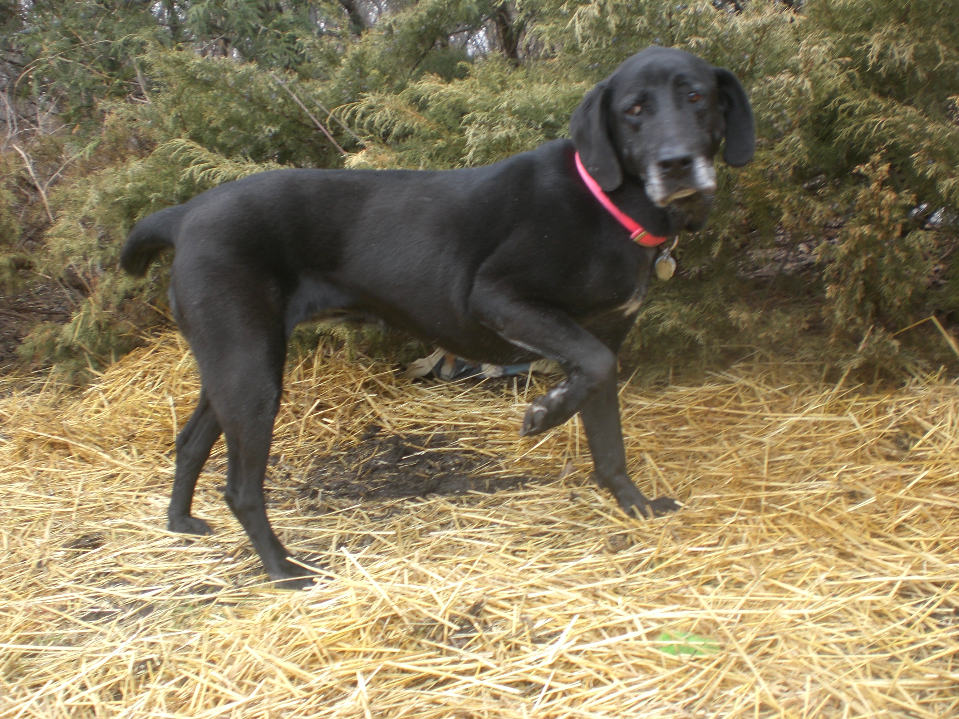 black walker hound
