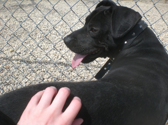 O'Shea Black Labrador Retriever Pit Bull Terrier mix 1